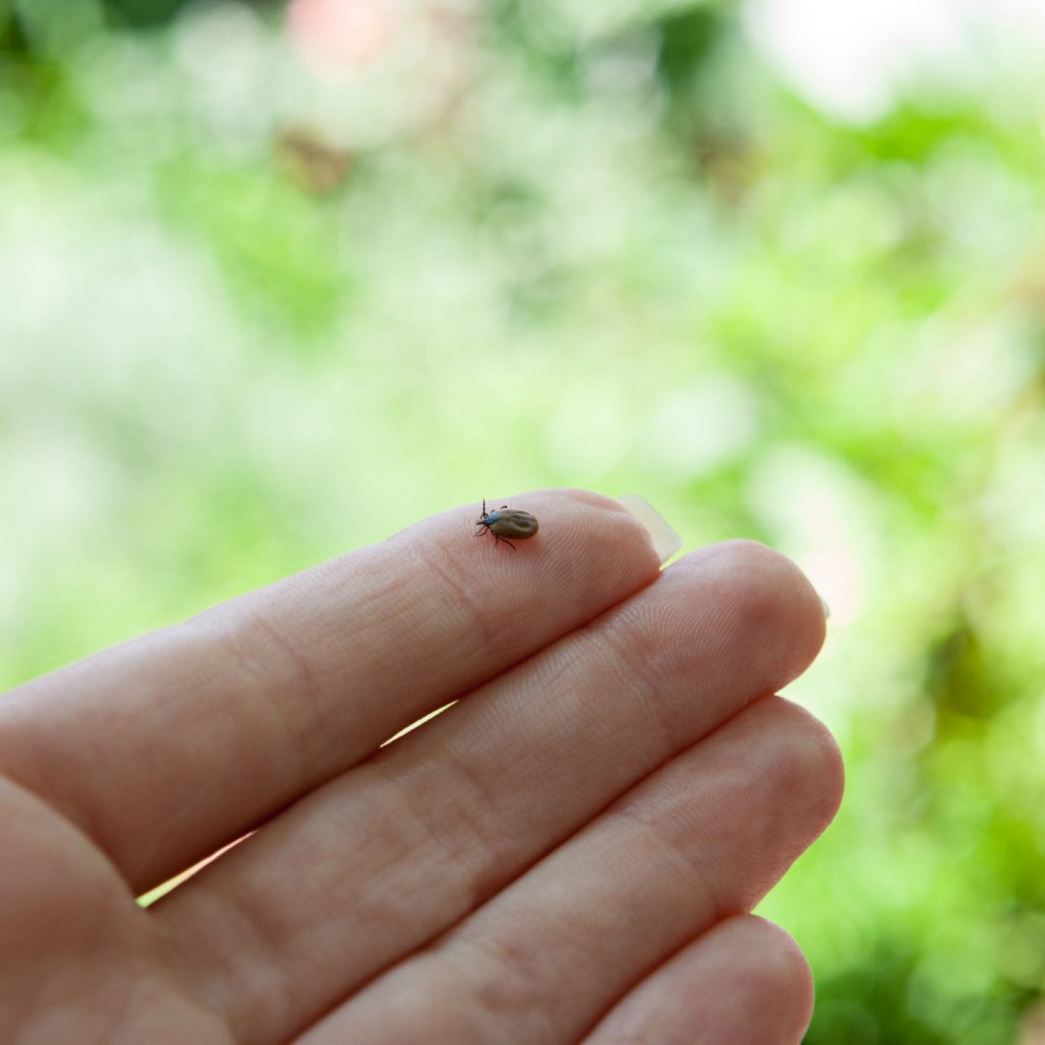 Are Ticks the Answer to Medical Device-Associated Clotting?