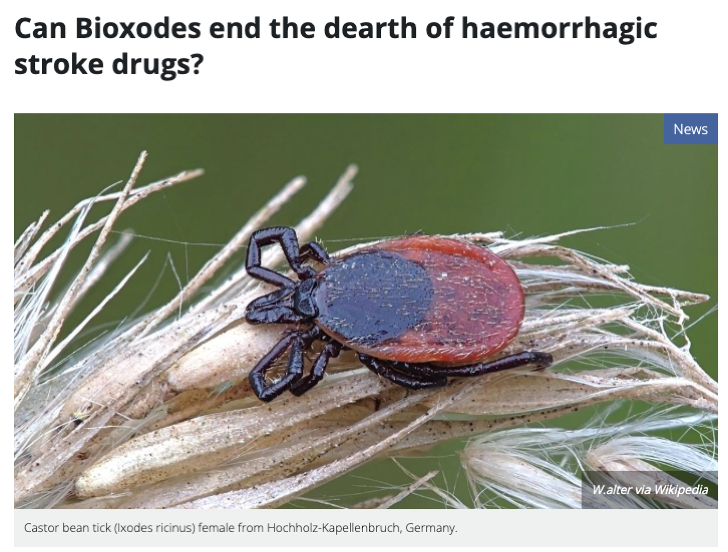 Can Bioxodes end the dearth of haemorrhagic stroke drugs?